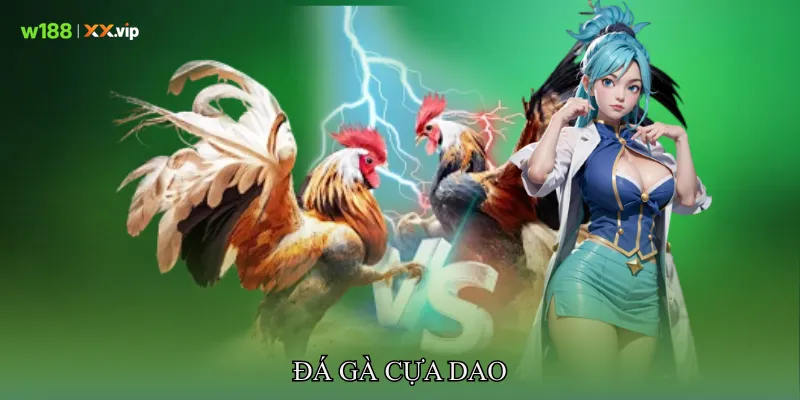 Đá gà cựa dao