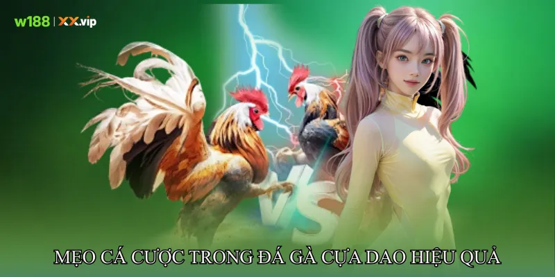 Đá Gà Cựa Dao Khám Phá Quy Tắc, Diễn Biến Trận Đấu Chuẩn 4 Mẹo cá cược trong Đá gà cựa dao hiệu quả